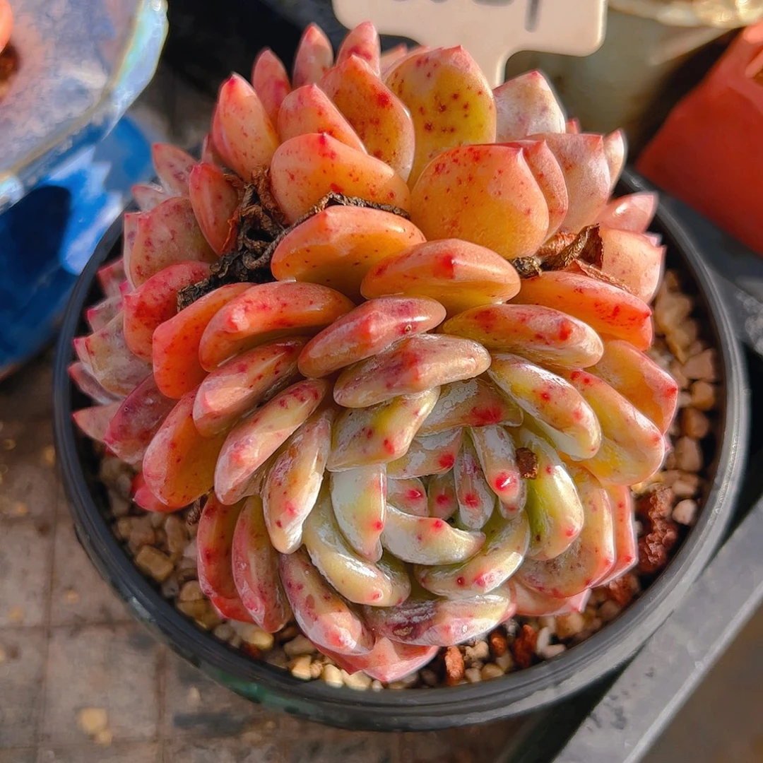 ?****?三头橙梦露5081号一物一拍