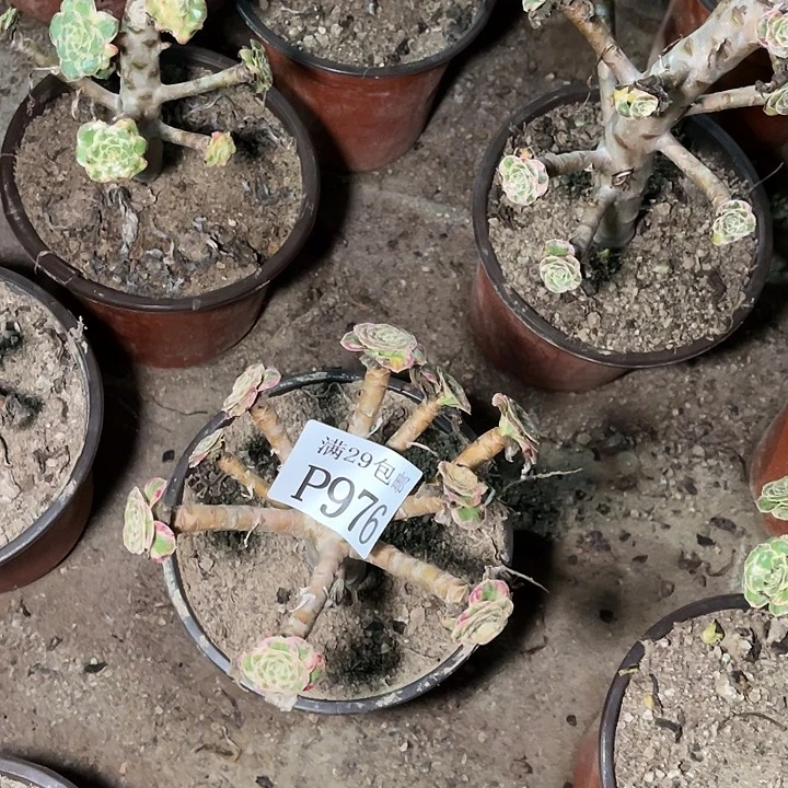 976V锦锦多肉植物