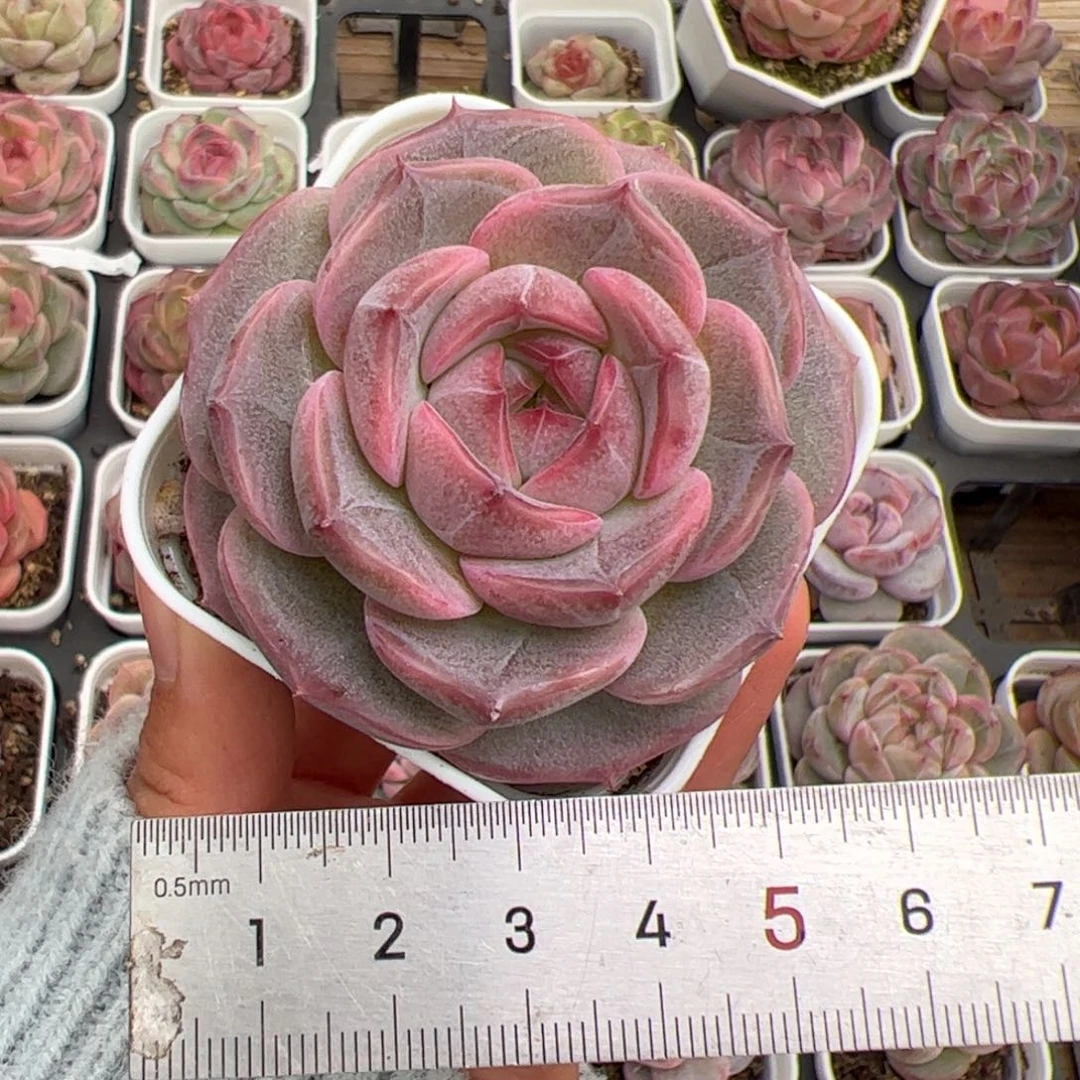 婷*670 多肉植物组合