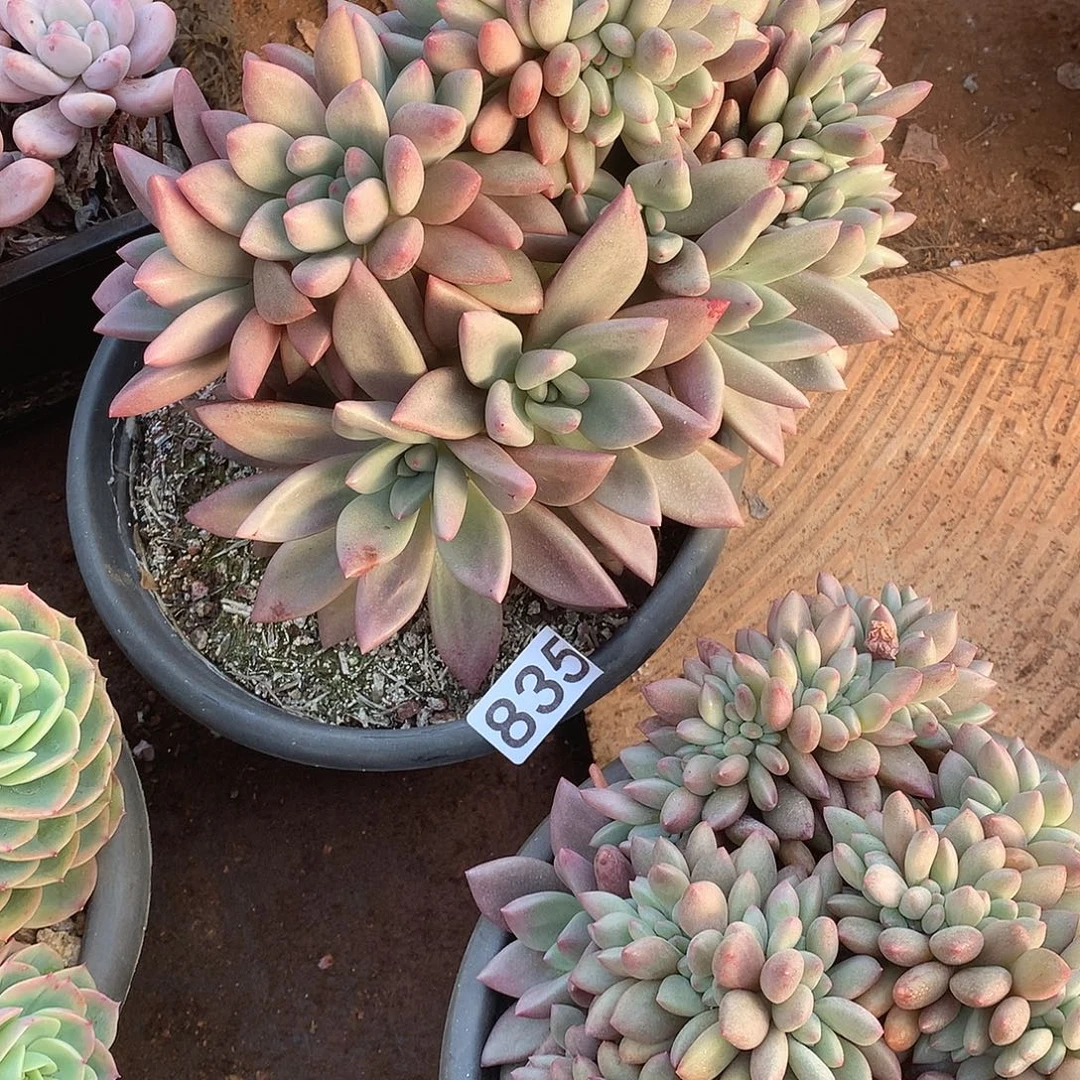 835桃花源缀 一物一拍多肉