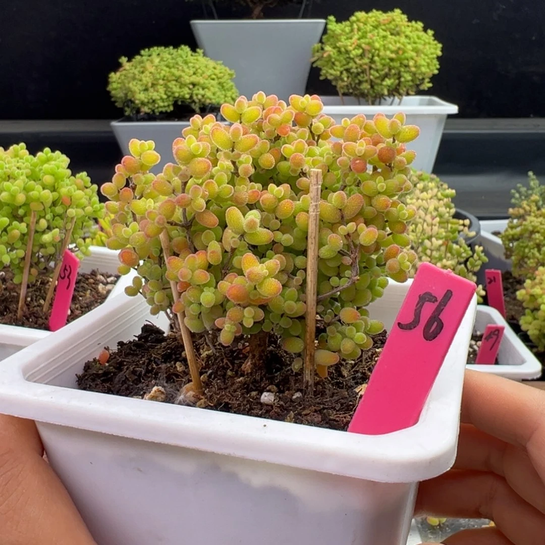 蜜橘糖球56号10cm盆