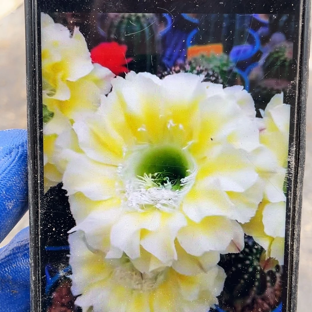 绿心可可自根球6公分左右带盆土