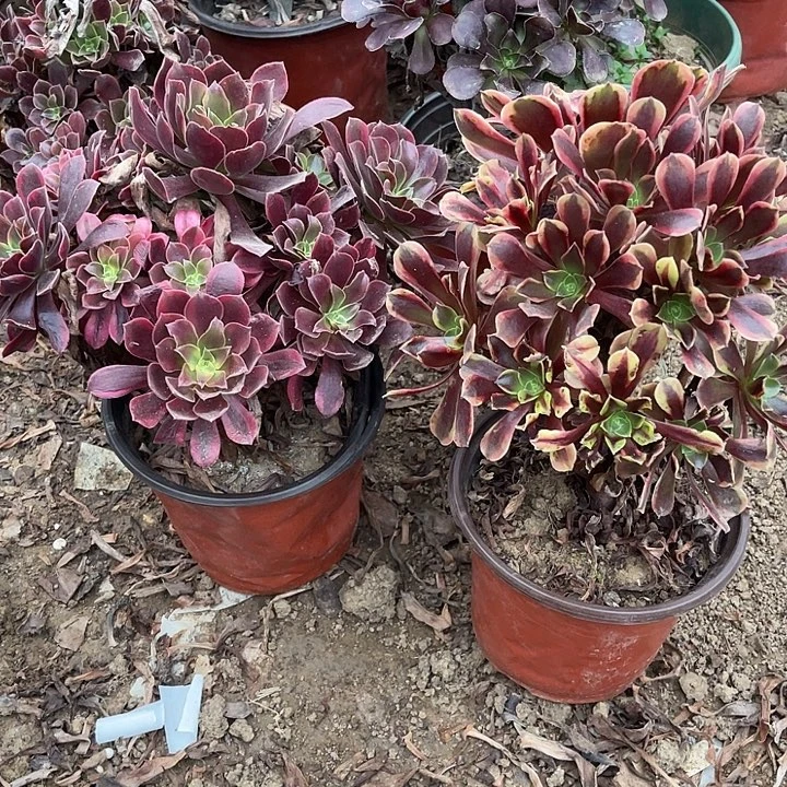 2棵玫瑰玫瑰玫瑰玫瑰