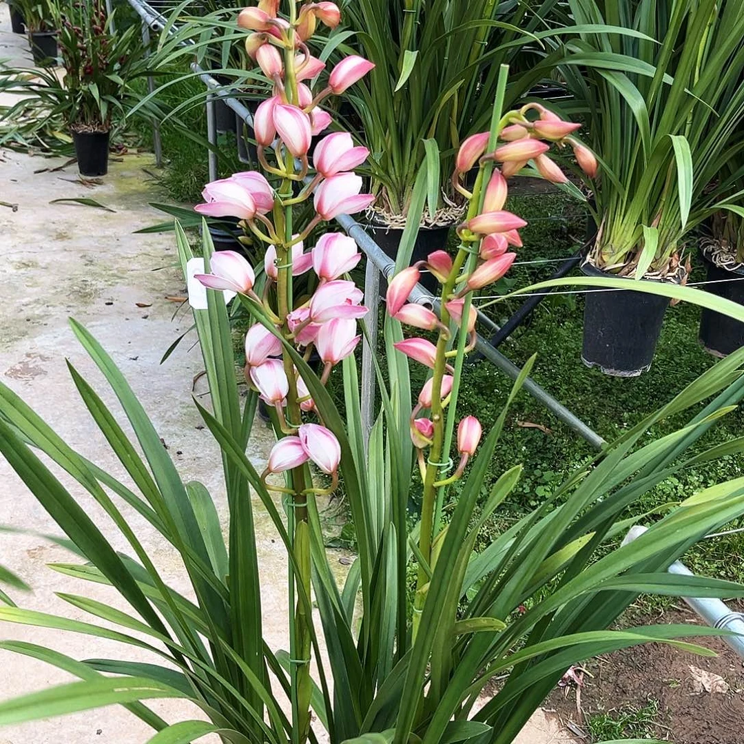 当前无花栽培后可以开花谭香兰