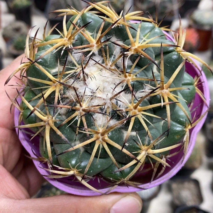 实生天丝象牙特价