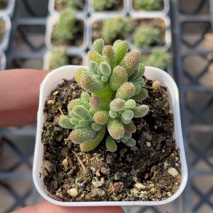 冰晶枝干番杏一颗20包邮新疆西藏不发