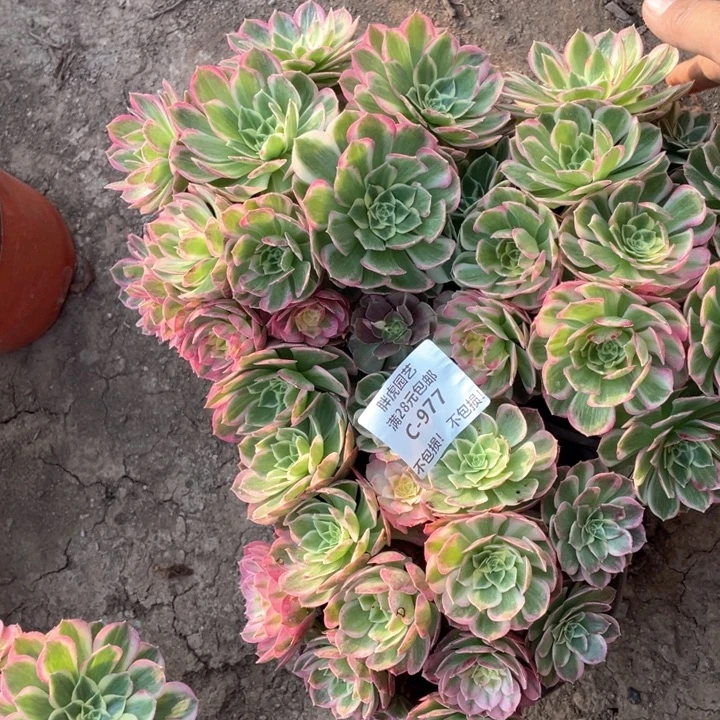 977海王多肉法师丛林一组