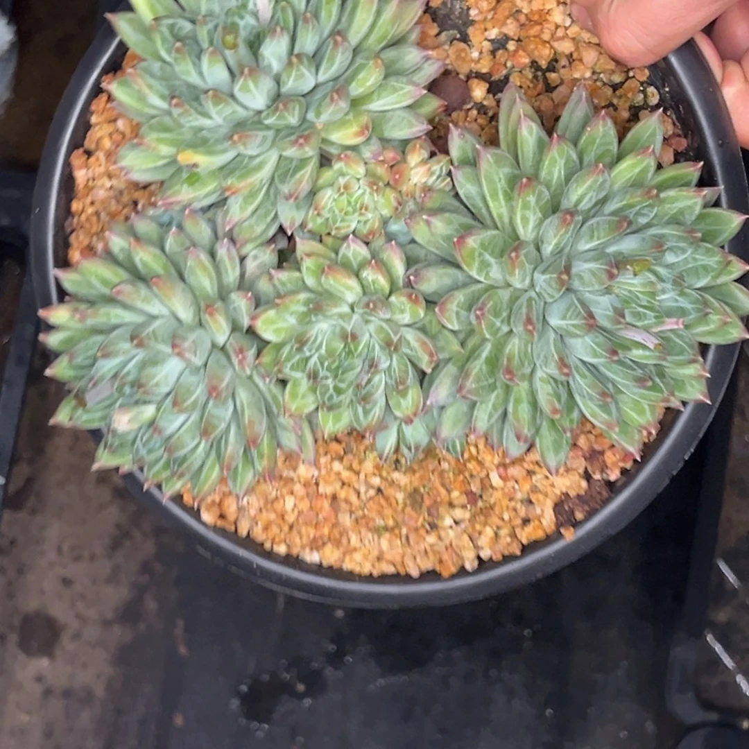 2649号晚上多肉植物群生