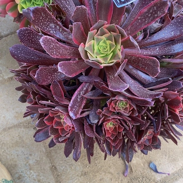 19012号蒙娜丽莎法师