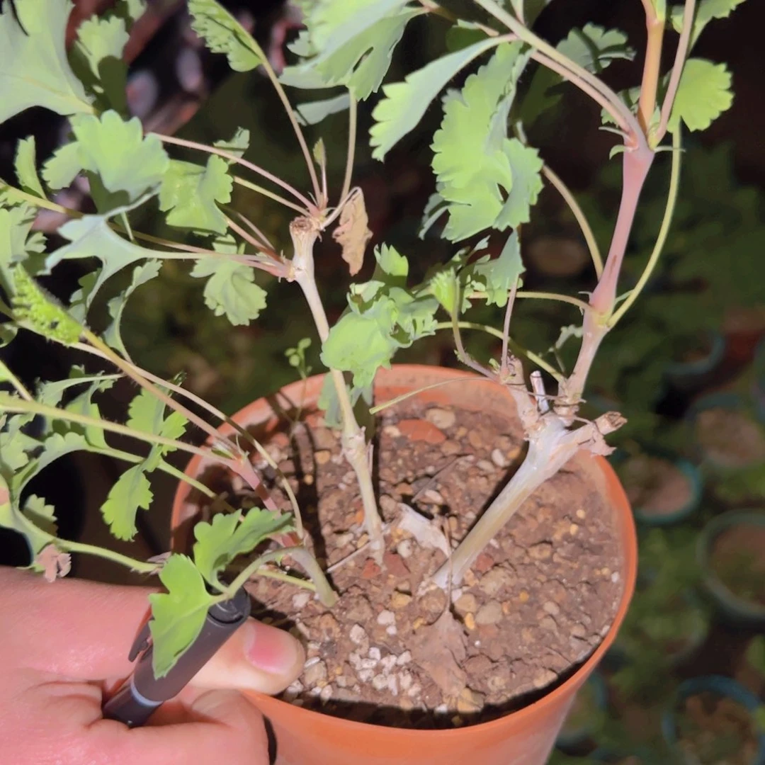 ?****人块根植物块根植物