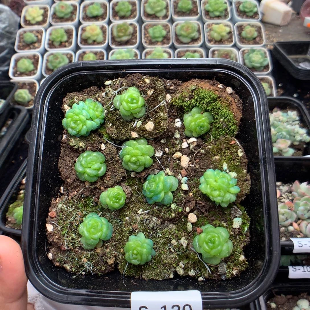 无花朵S120英语英语