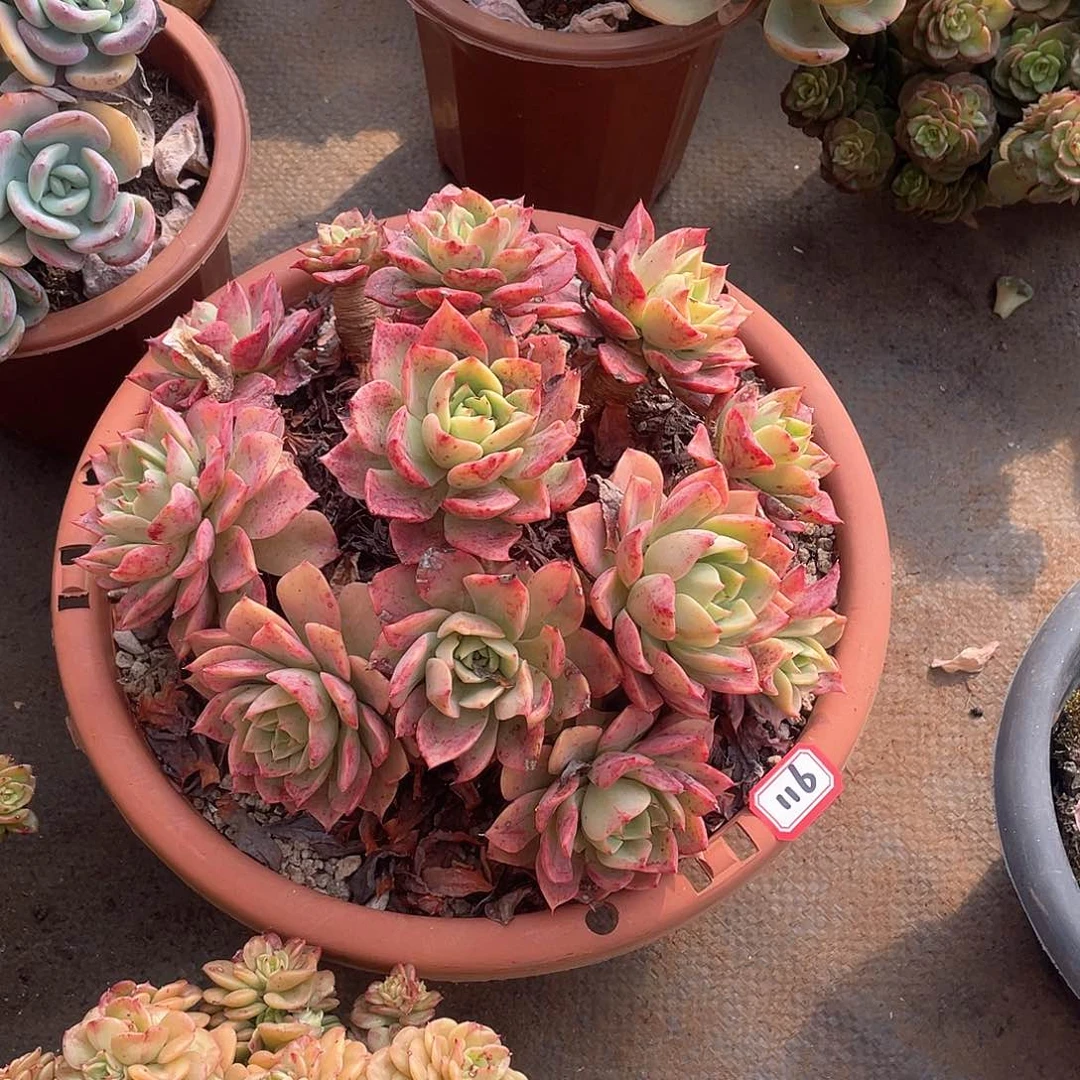 116贝拉 一物一拍多肉