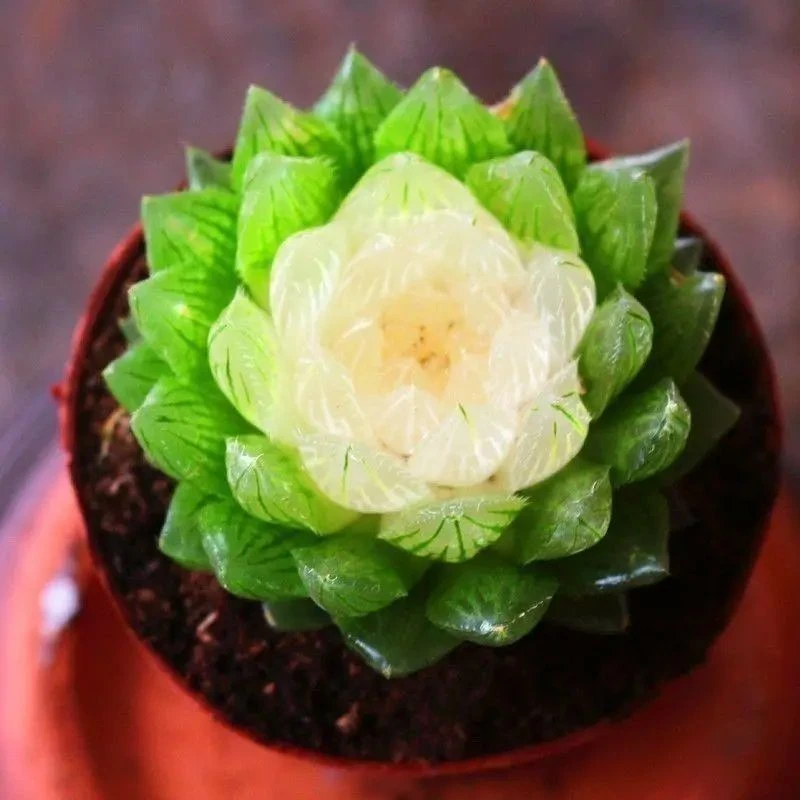 宝莲灯新手好养玉露多肉水晶植物组合十二卷花卉盆栽