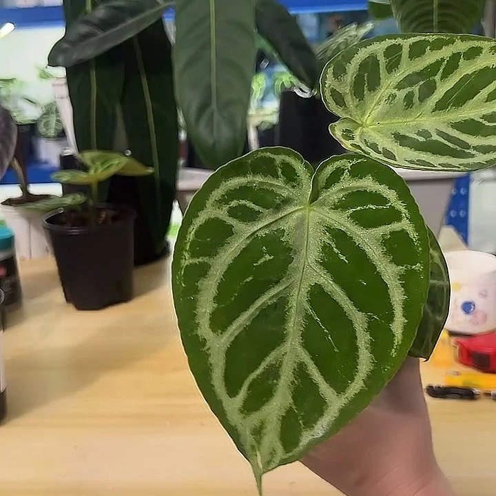无花朵15铜锣烧花烛