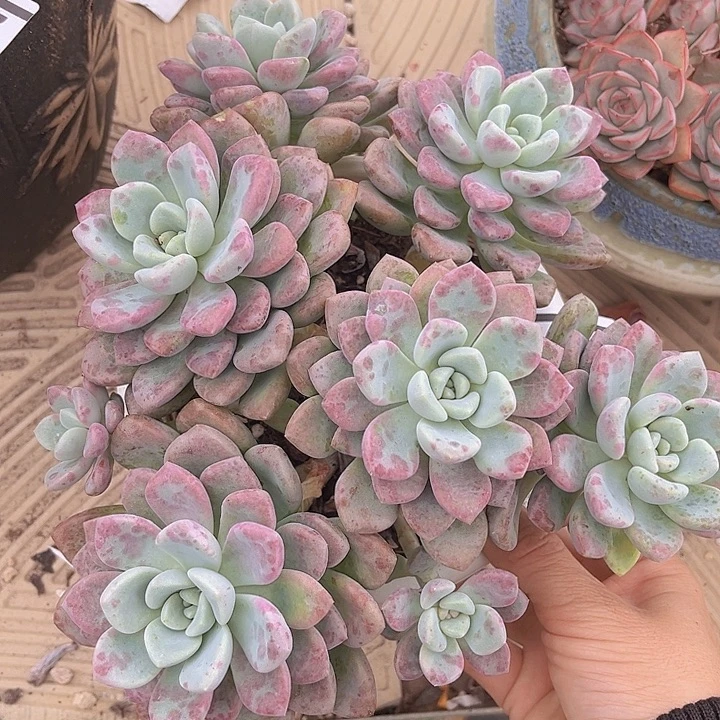 花斑鹿2666多肉植物