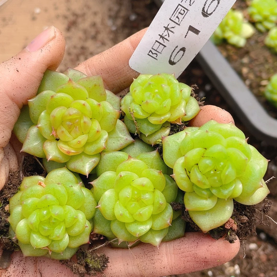多肉植物多肉植物616