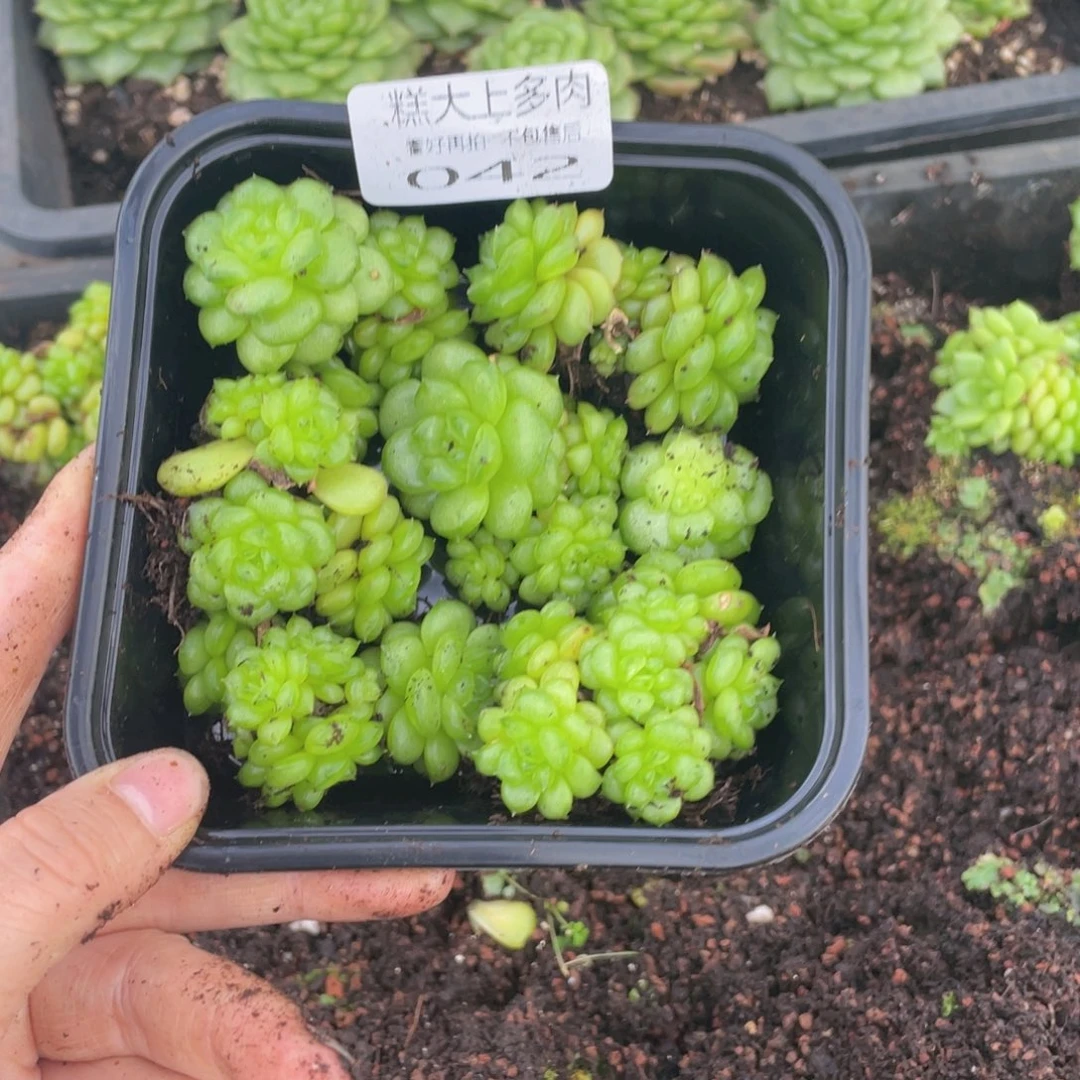 糕大上多肉植物042