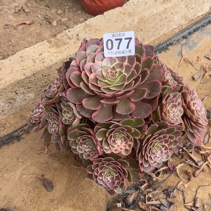 粉花妖077不包断枝