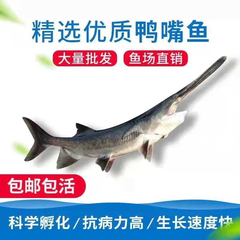 2025年首批鸭嘴鱼保真，包活到家