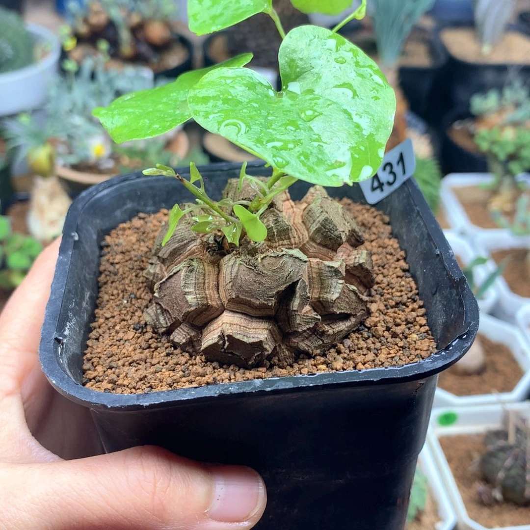 5cm 福利南非龟甲龙多肉