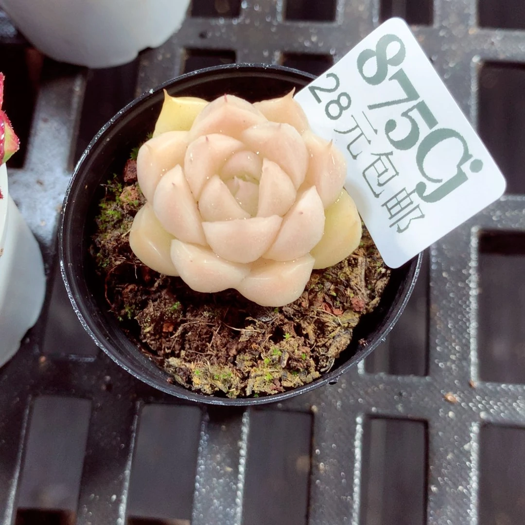 5厘米盆精控多肉875