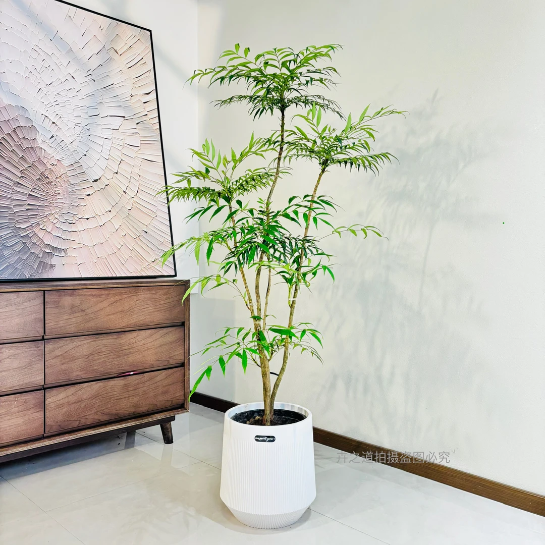 十大功劳黄天竹造型禅意网红盆栽