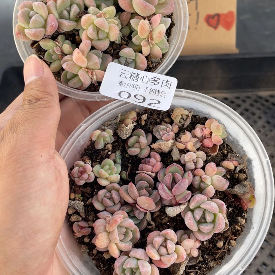 云糖心多肉植物92