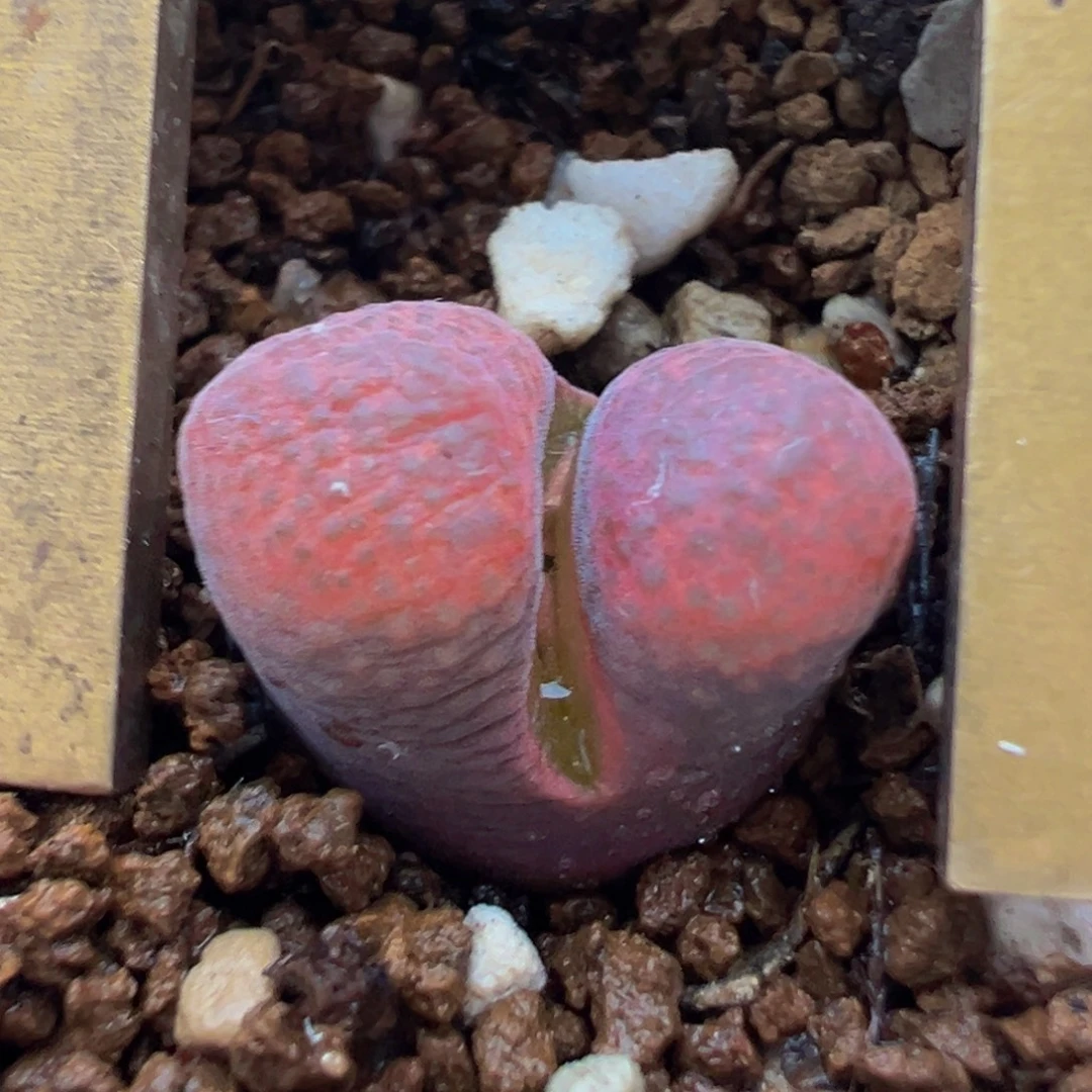 多肉植物带盆紫红风铃