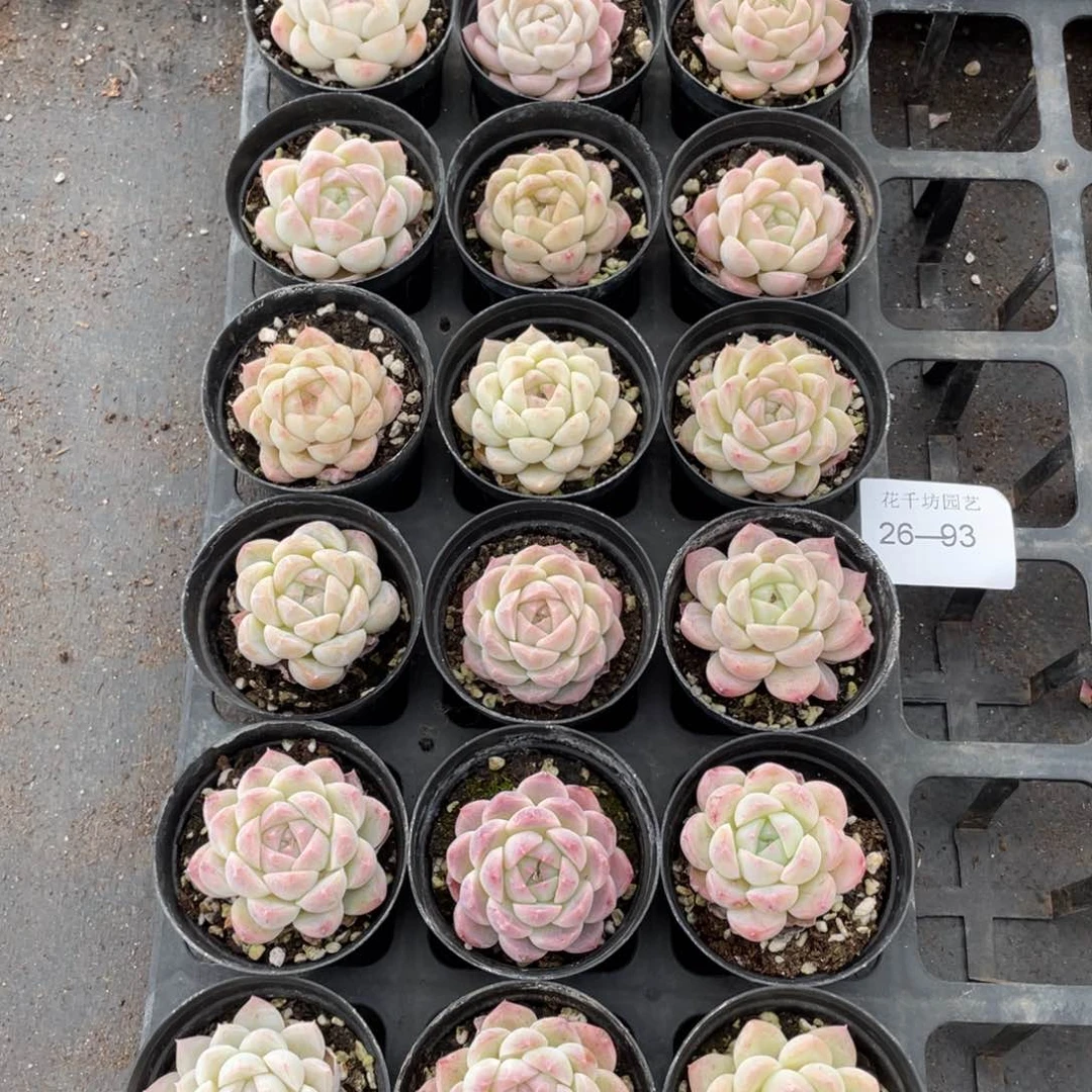 一物一拍18棵26-93