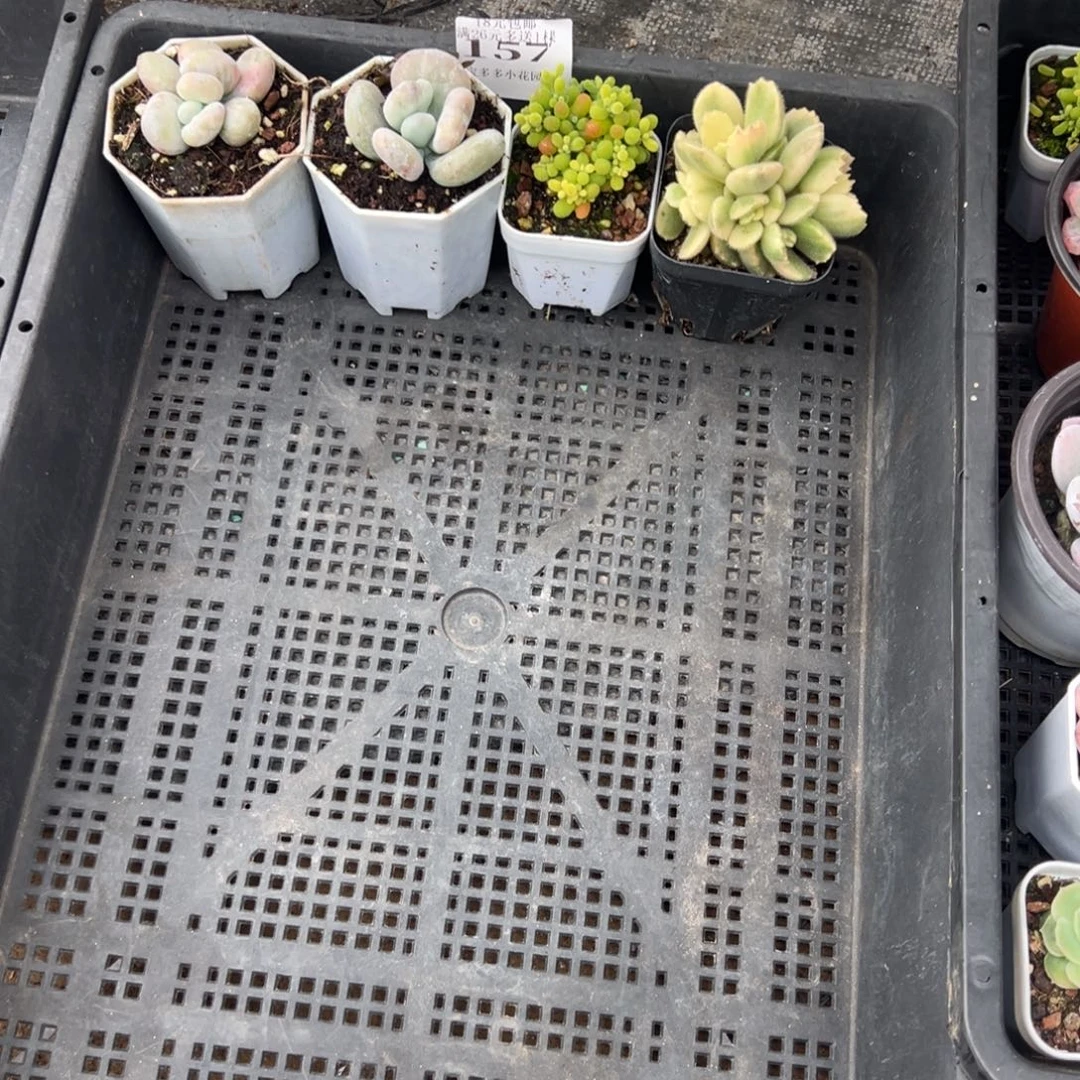 始***终157号到手一筐一物一拍