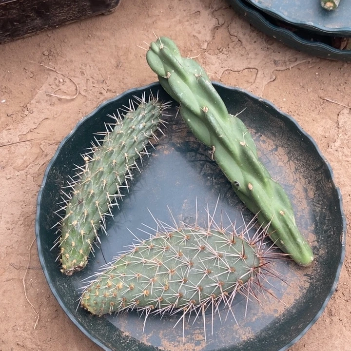 泡泡眼泰迪熊锁链掌三片