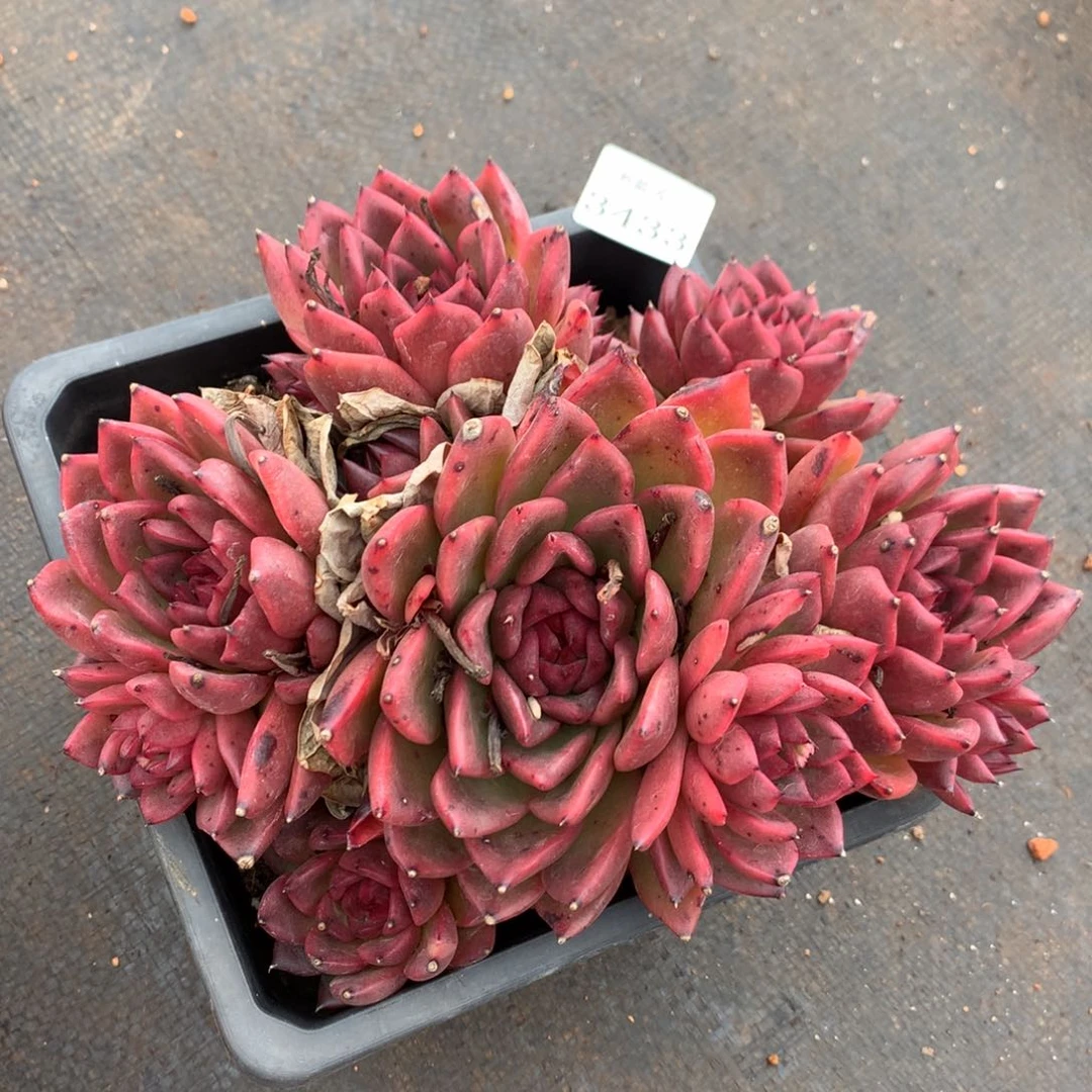 3433新年快乐发发发