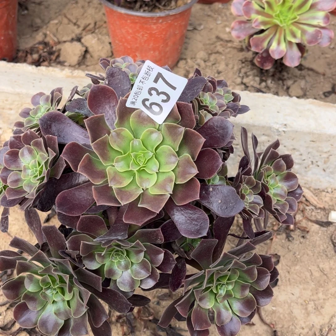 欧嘉莉637不包断枝