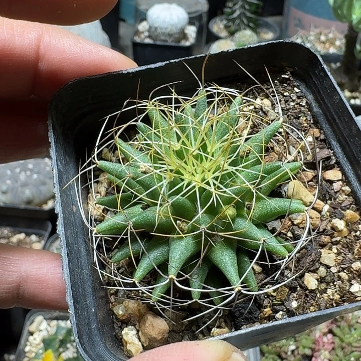 h***y134长刺琴丝脱土发货