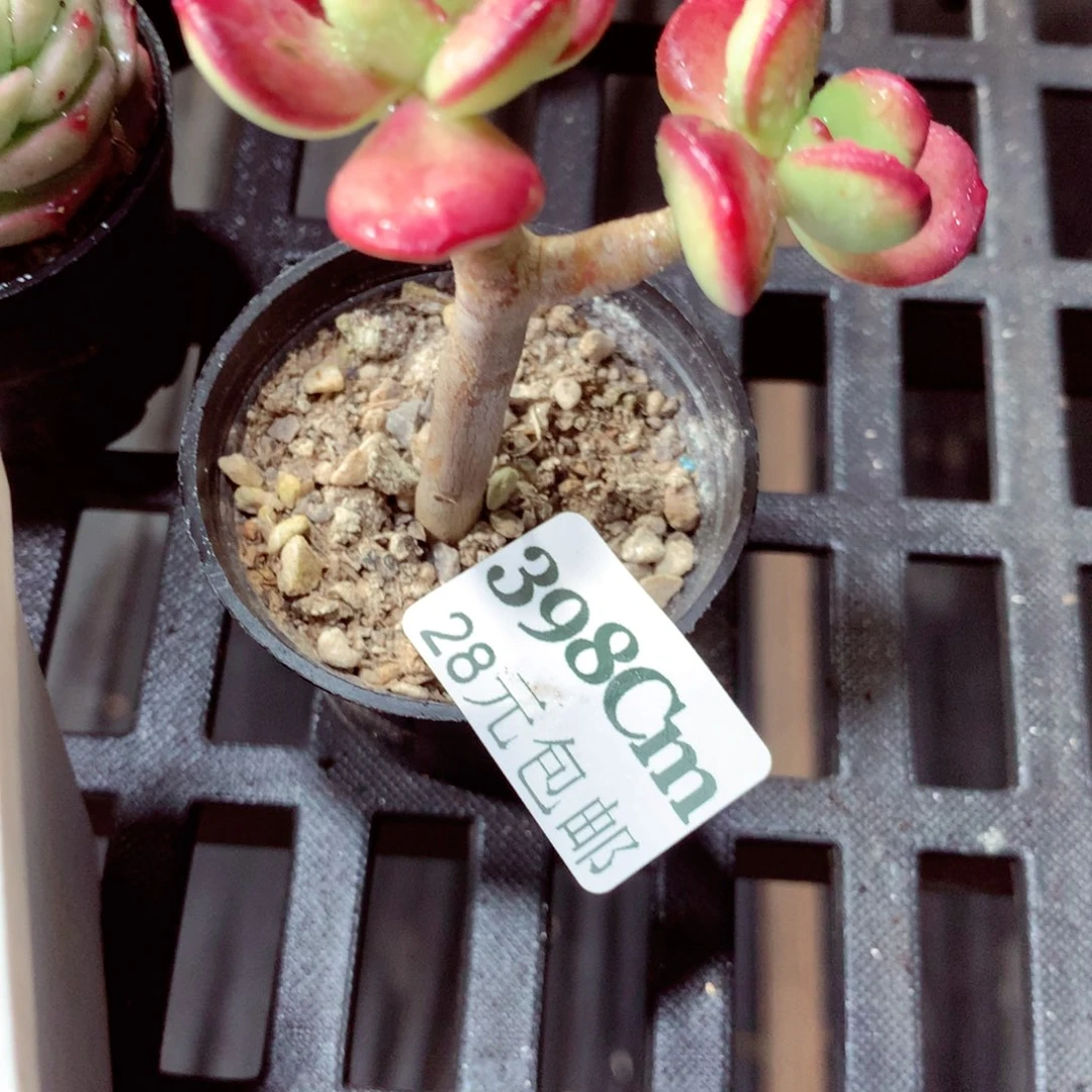 5厘米盆精控多肉398