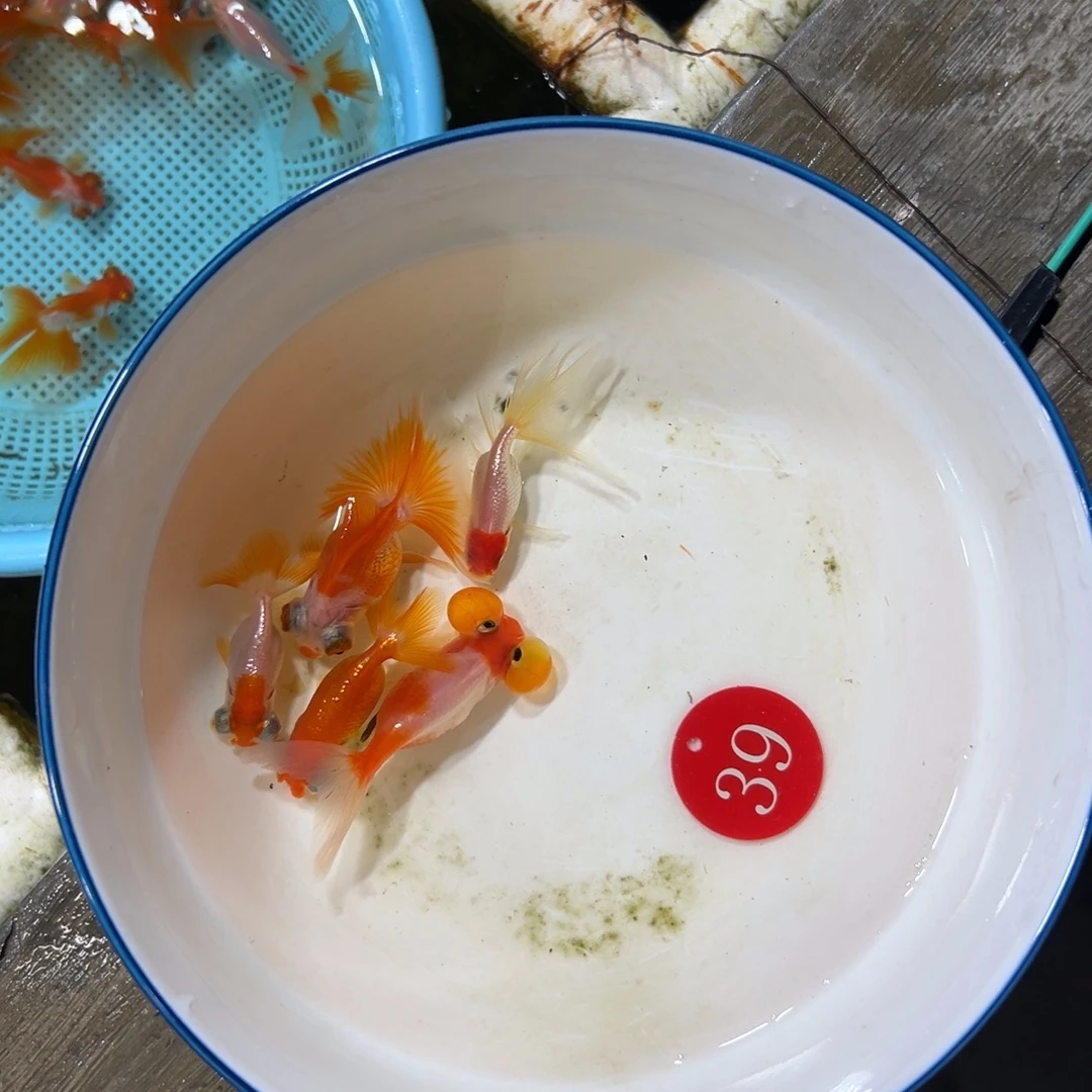 诗***方海水鱼39号。泡10 蝶7 鹅3 龙背2条12