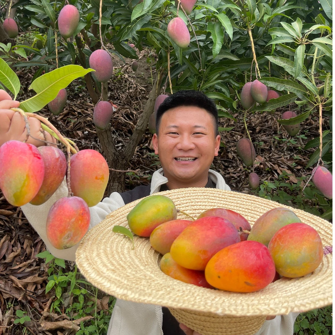 康康【彩虹芒苹果芒】新鲜水果香甜多汁8.5斤攀枝花昆明两仓发货