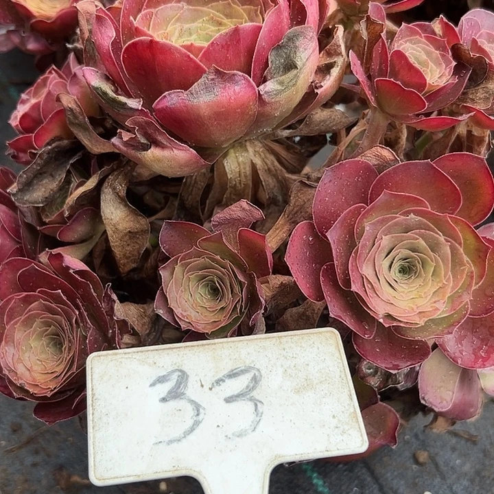 多肉植物梅金法师