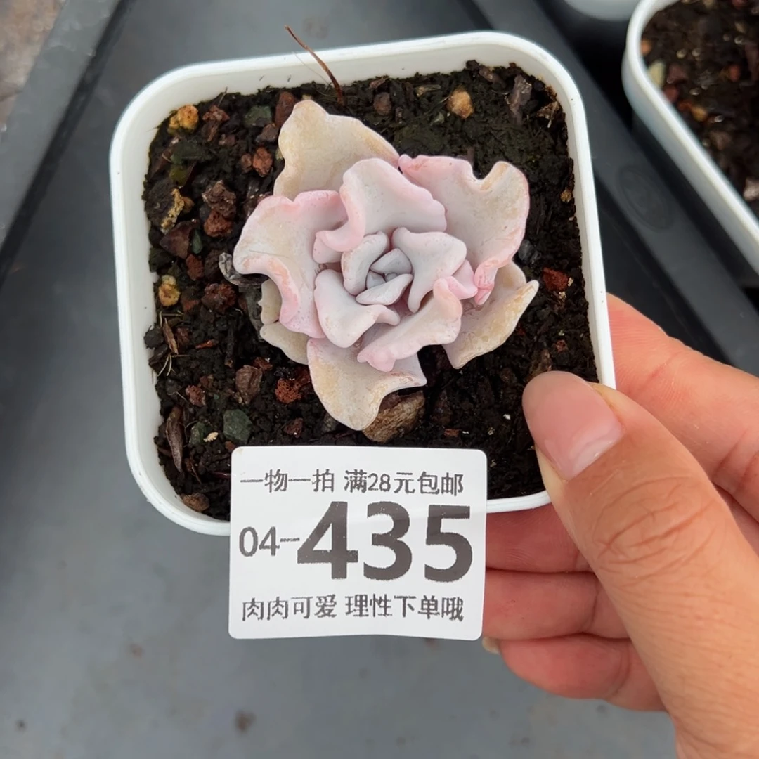 芭蕾舞者多肉多肉多肉多肉多肉