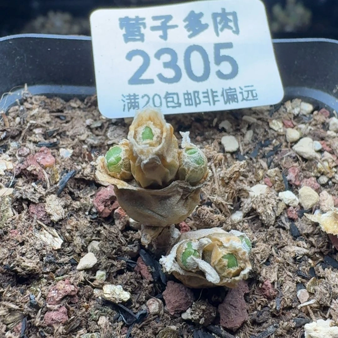 碧光环带盆土。