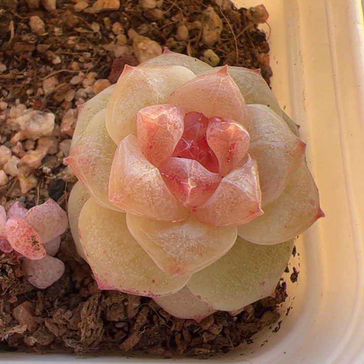 暴***兔一物一拍，精品糖心，尺寸不大介意勿拍