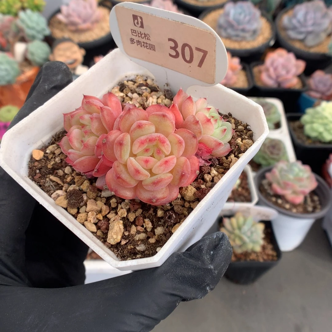 307 白胖子多肉多肉