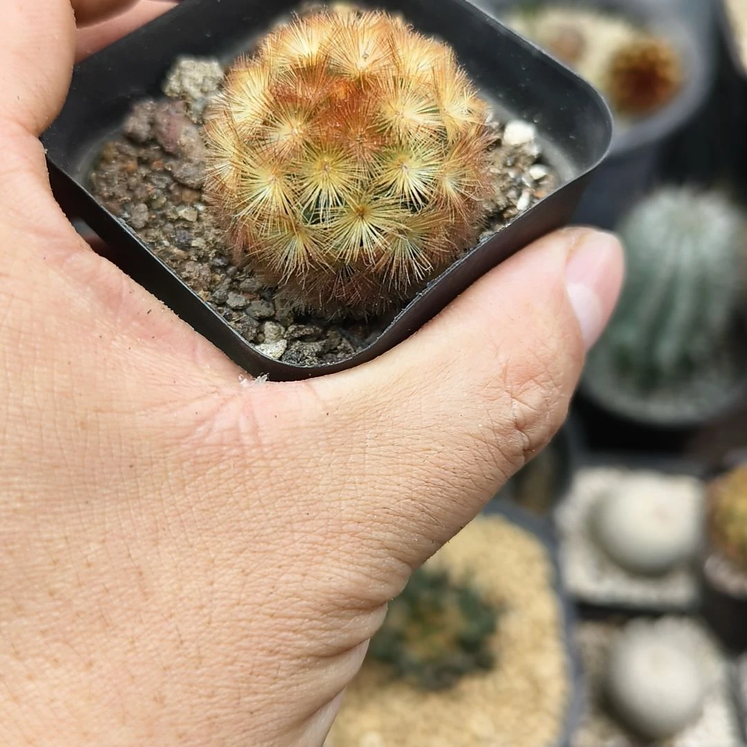 直播间商品一物一图