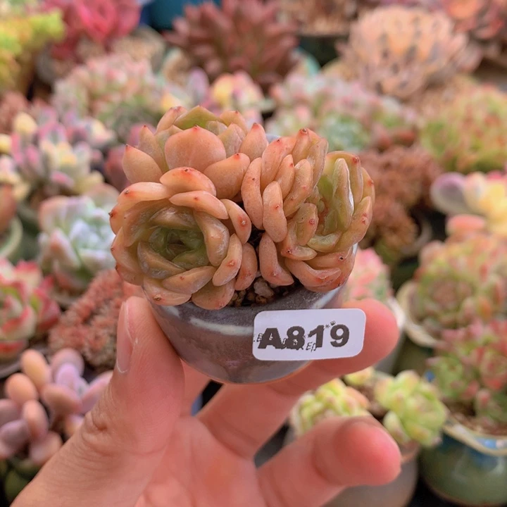 一物一拍含盆土满38包邮A819