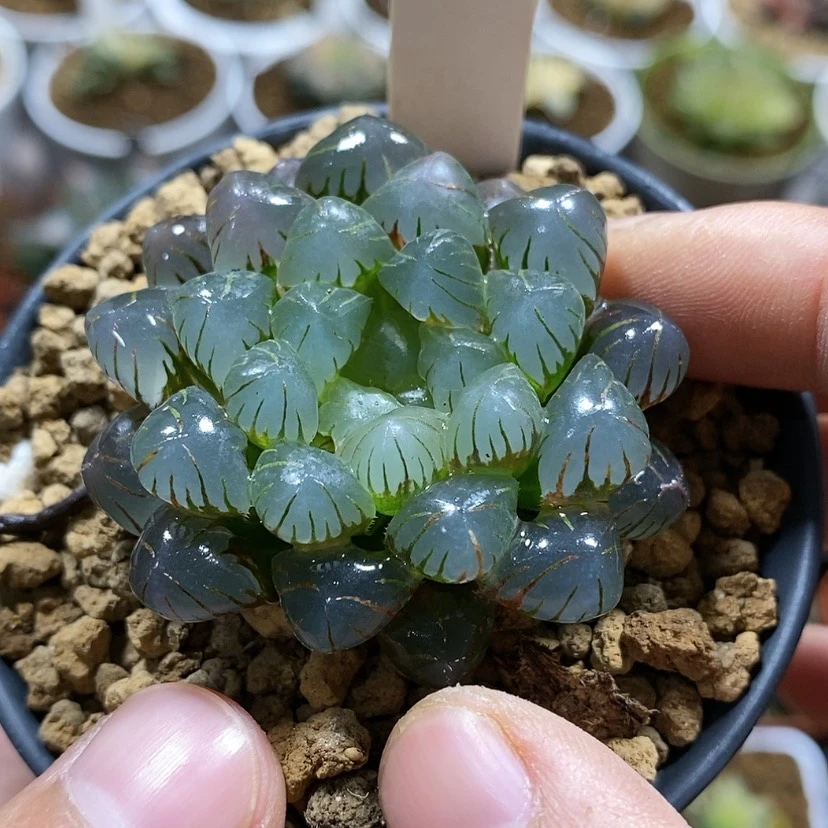 【闪购商品】2****188潘灯