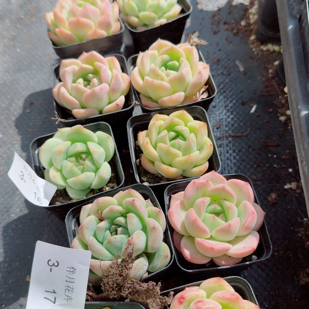 宽叶珍妮十五颗量拍3-17左六