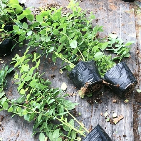 蓝莓苗活动无售后