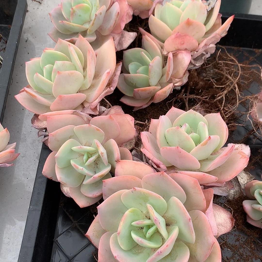 琼**海白凤多肉4颗植物