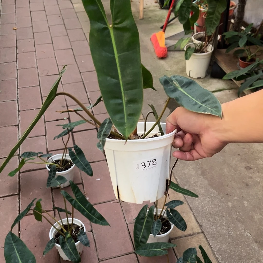 无花朵378橙柄蔓绿绒