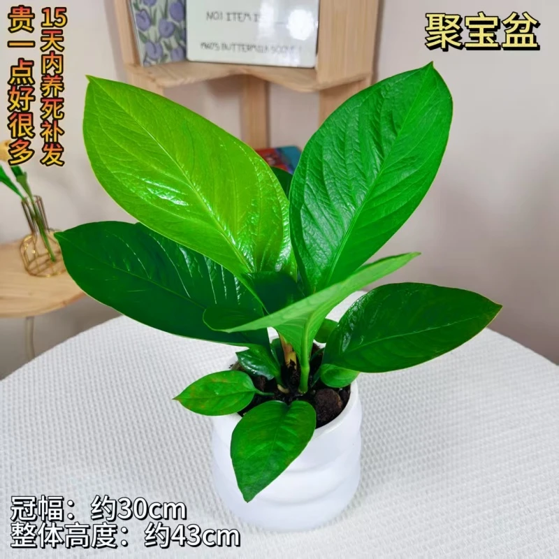 聚宝盆绿植绿植盆栽室内花卉办公室客厅吸甲醛净化空气美观盆景